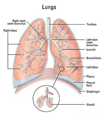 BioLog group 4 9D: Human Lungs